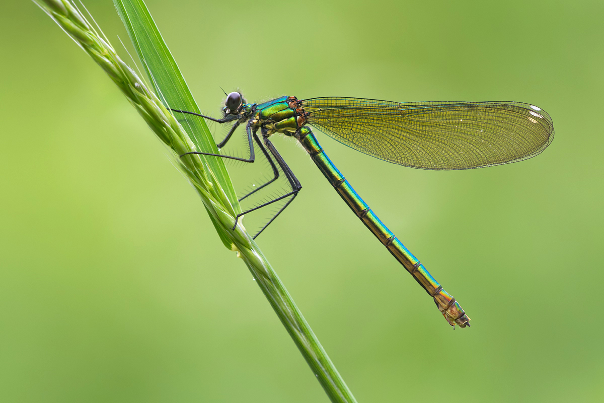 Banded Demoiselle female 1 